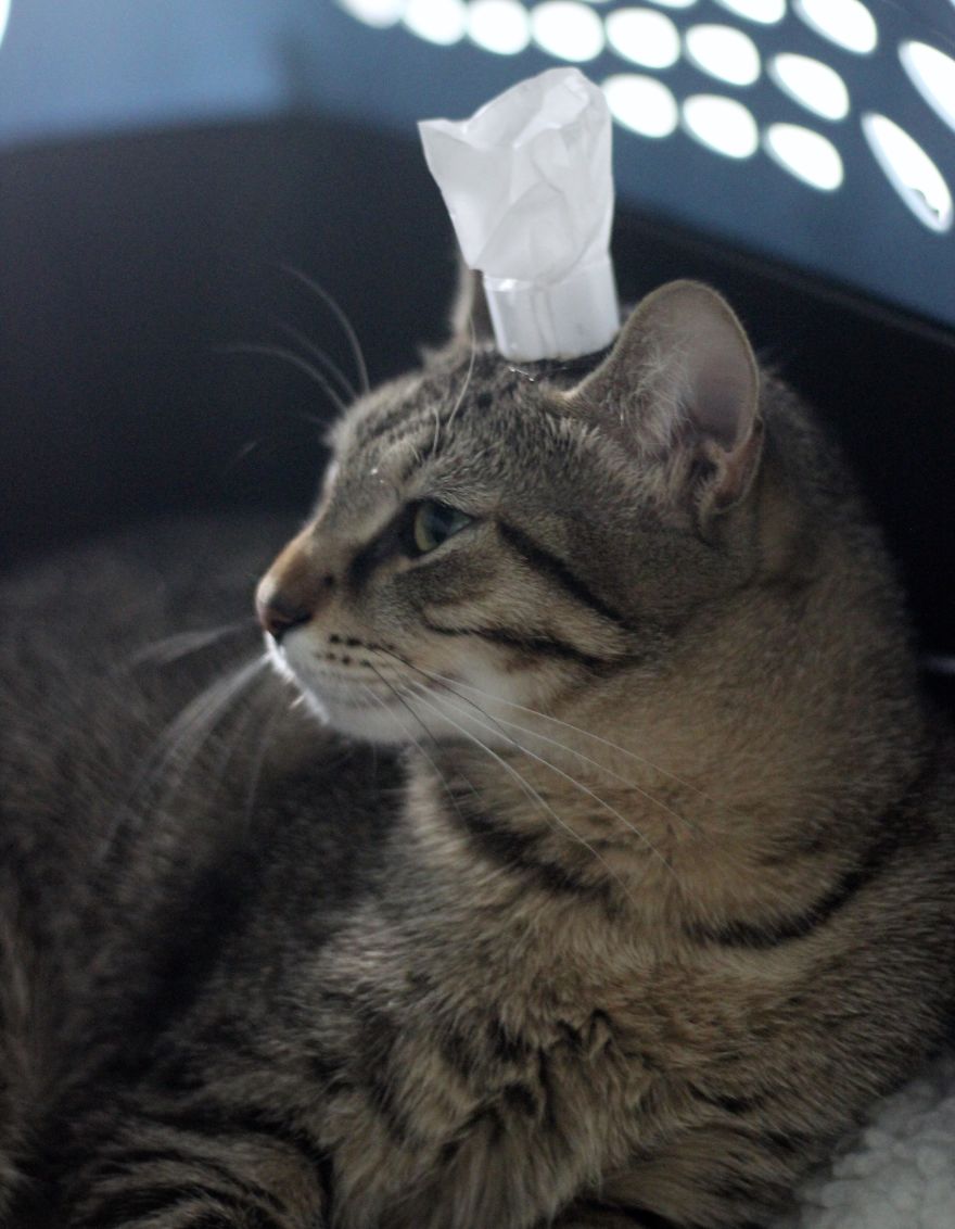 I Made Tiny Hats For My Foster Cat To Help Her Get Adopted I Made Tiny Hats For My Foster Cat To Help Her Get Adopted