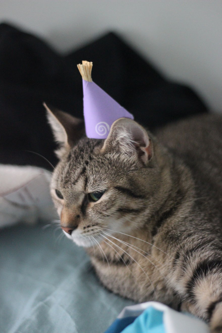 I Made Tiny Hats For My Foster Cat To Help Her Get Adopted I Made Tiny Hats For My Foster Cat To Help Her Get Adopted