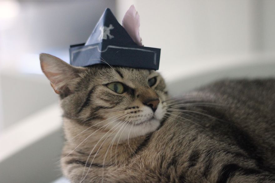 I Made Tiny Hats For My Foster Cat To Help Her Get Adopted I Made Tiny Hats For My Foster Cat To Help Her Get Adopted
