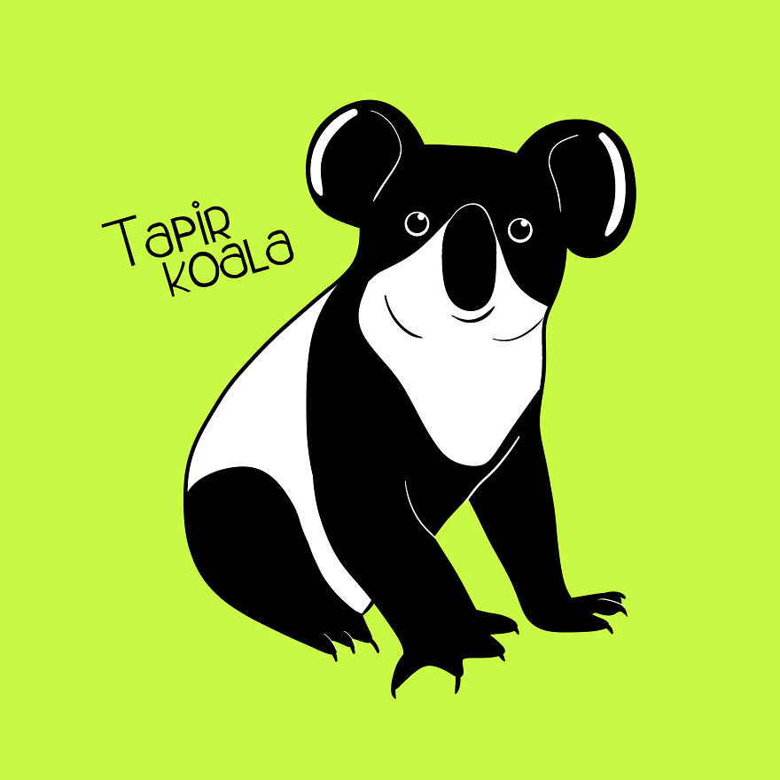 Tapir Koala