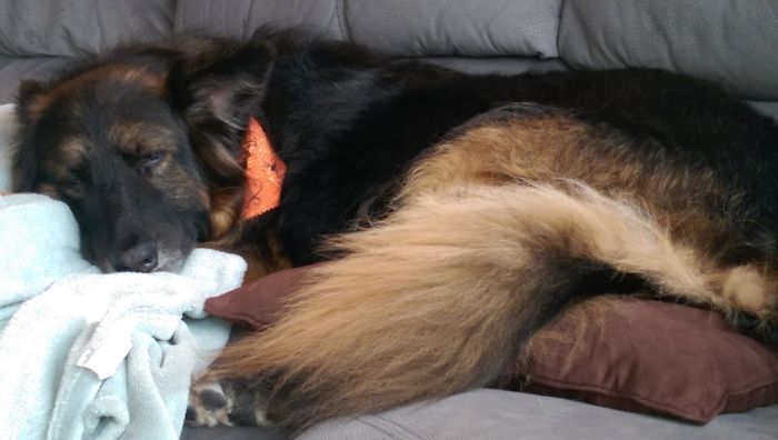 Sleeping After A "Ruff" Day At The Groomer