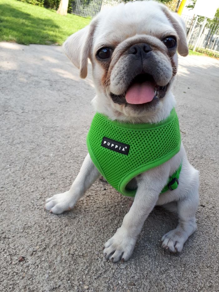 Mops Fritzi, Just Being A Happy Puppy