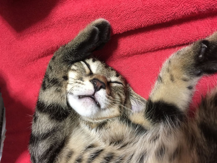 My Kitten Sleeps In Wild Way.