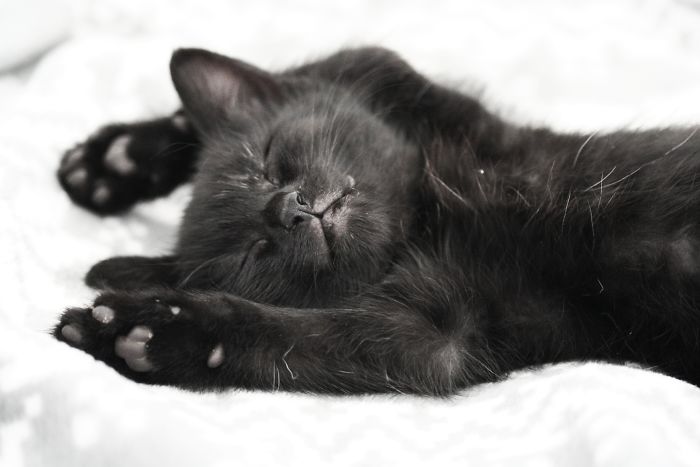 My 7 Week Old Kitten (Girl), Haven't Decided On A Name Yet