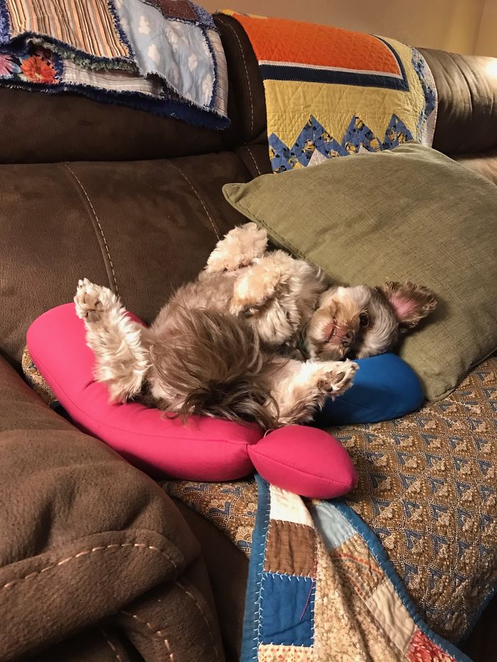 Not Entirely Sure If Many Would Consider A Pup But This Is Cinder, About 1 Year Old. She's Weird But I Love Her