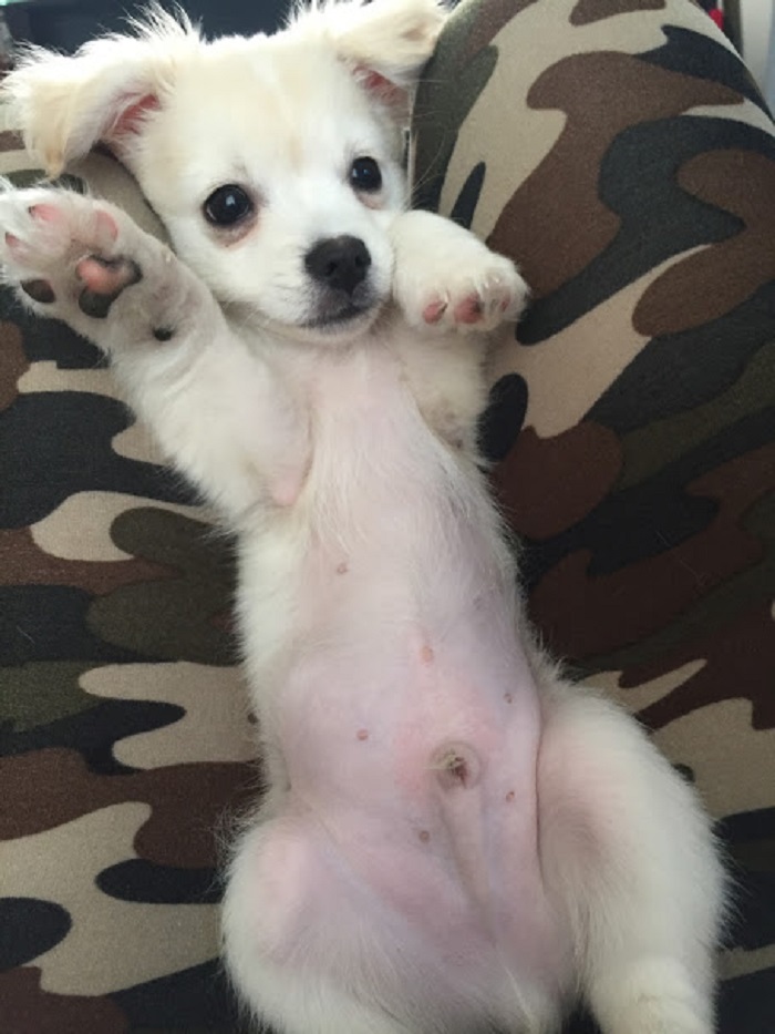 Poochini. I Love My Sweet, Sweet Pooches!