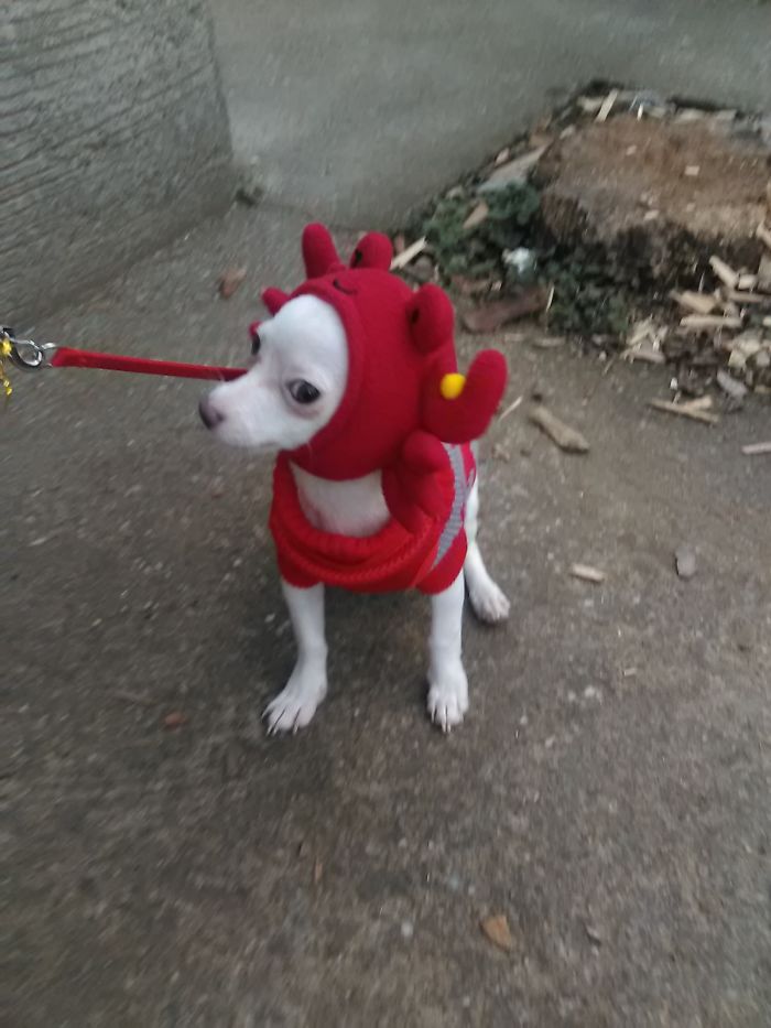 Hikama, Not Craba The Chipin