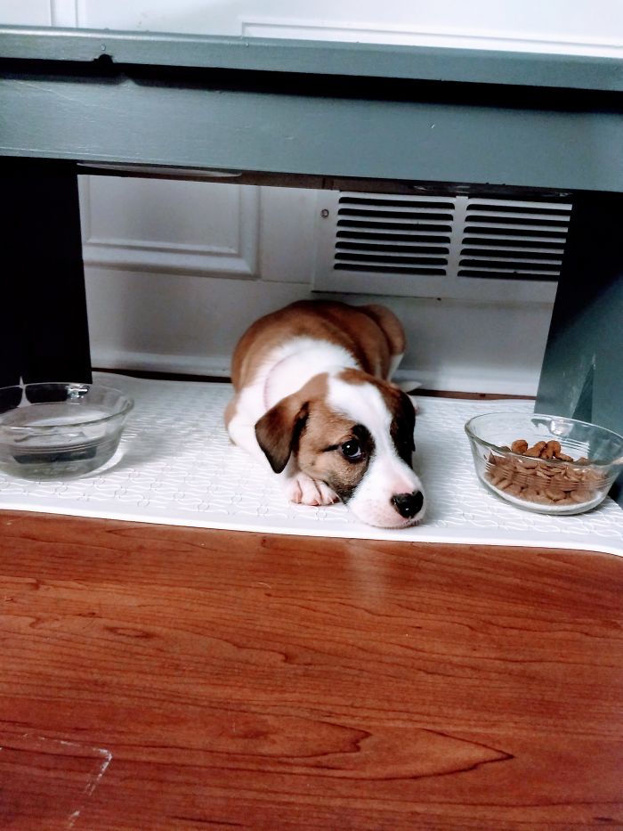 This Is Hailey The Day We Got Her. She Was Abandoned In A Box At A Gas Station And We Luckily Stumbled Upon The Person Who Found Her. Just So You Know, That's My Other Dogs Food Bowl She's Under And She's Now Bigger Then Her Sister.