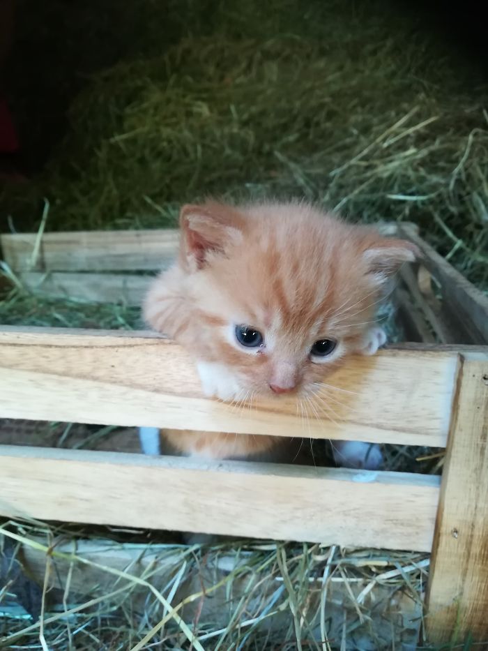 Little Adventures Rudi