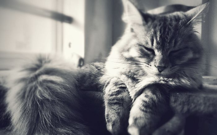 I Could Look At Those Floofy Paws And Cheeky Smile All Day - His Tail Is Like A Loaf Of Bread!
