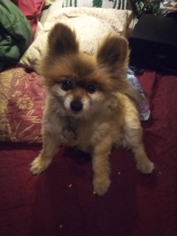 My Little Teddy Bear. Kodo, 11 Years Young.