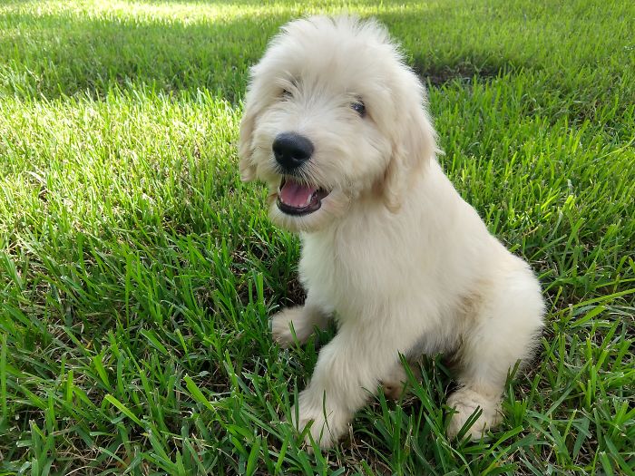 Hello Hooman, Give Me Cats Cheezeburger.