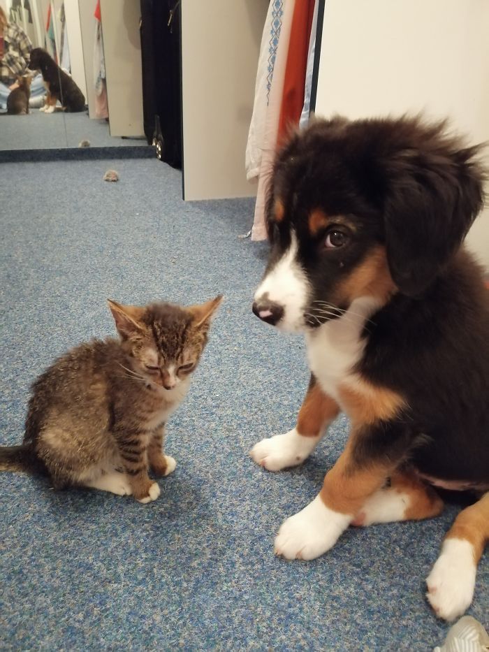 Meet Luna (The Doggo) And Zelda ( The Cat) Double Trouble....they Are A Year Old Now....but The Christmas Tree And The Laptop Charger Did Not Survive.....i Still Love Them Very Much No Matter What They Distroy!