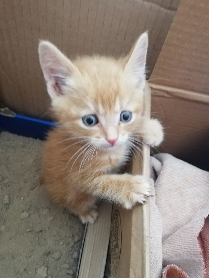 Don't Leave Me Here! (His Name Is Buddy And He Is All Grown Up Now)