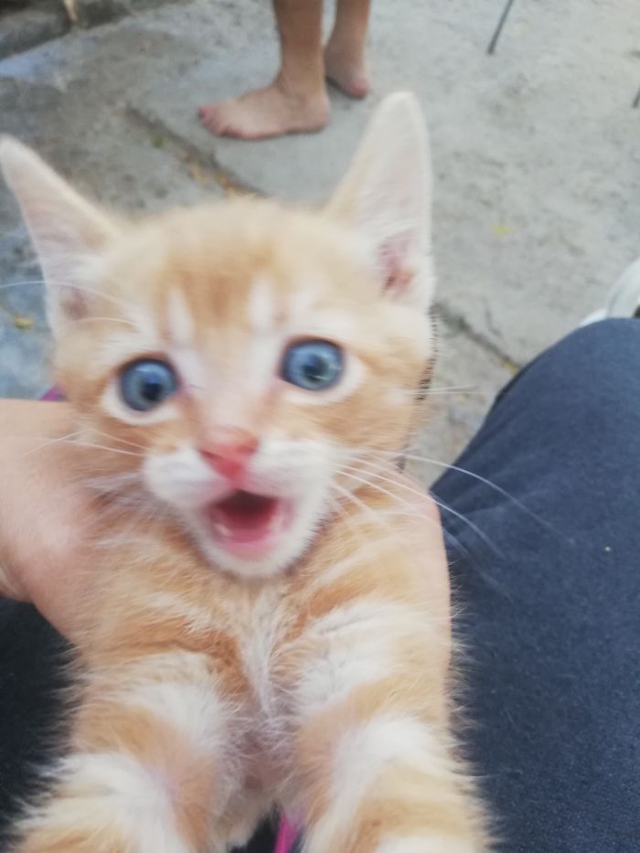 This Is "Buddy". He Is Very Playful.