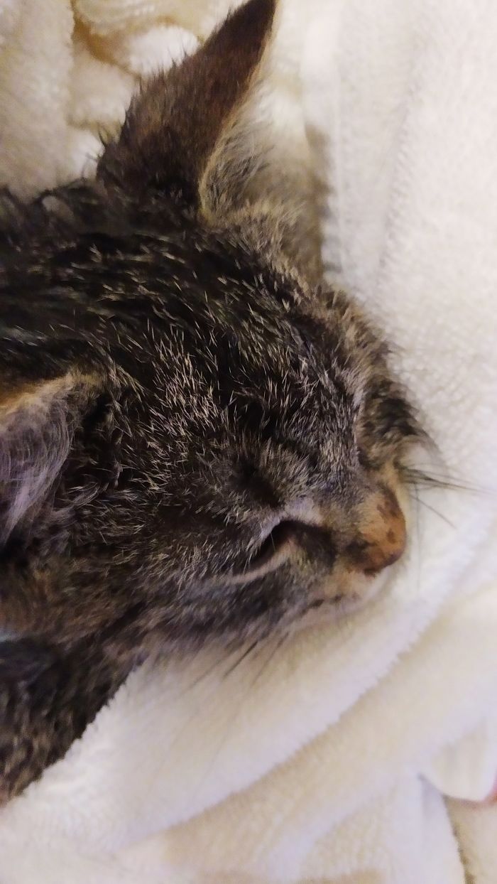 Found In February Before Lockdown, Meowing Under The Hood Of A Broken Down Car @ Work. From 3 Months Old Orphan To The Best (Spoiled) Quarantine Partner Ever!