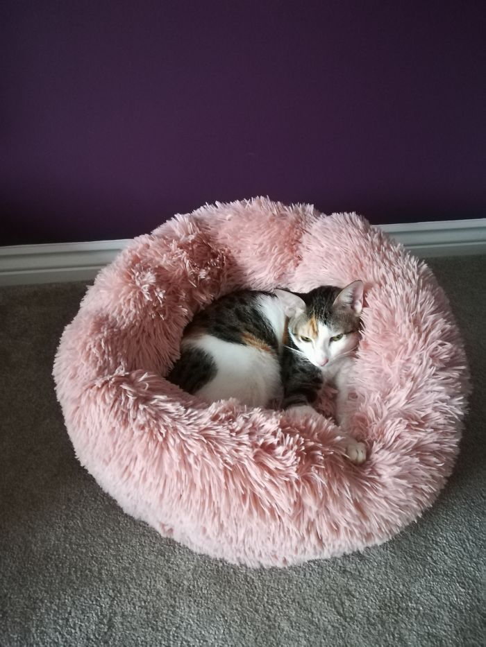 Our Girl Cali A Street Rescue Kitten From Dubai. 9 Months Old