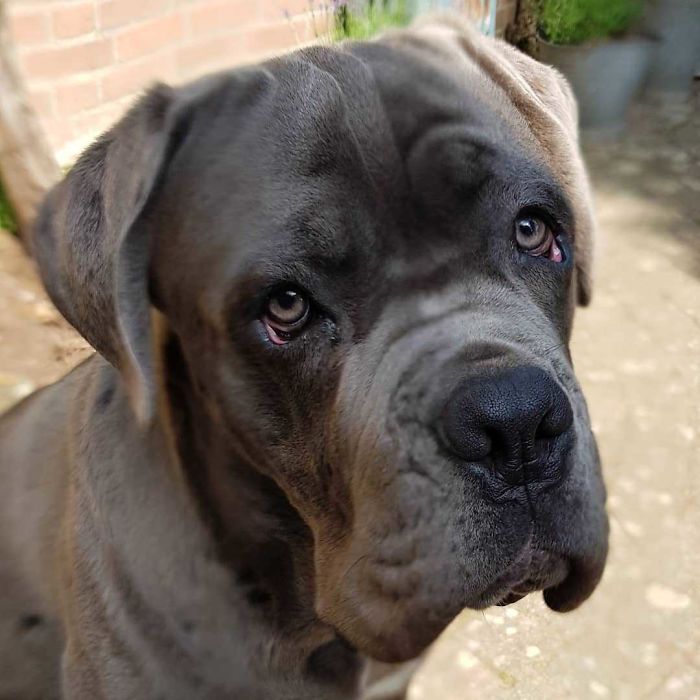 Furio - Adopted 4 Months Ago - The Best Boy In The World :)