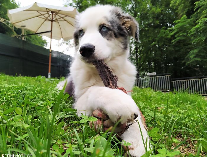 Hi, I'm (Baby) Ramone... (Joey, Marky, Johnny, Dee Dee, Tommy, Etc... My Family!), I'm 4 Months Old. It Gabbagabbadog