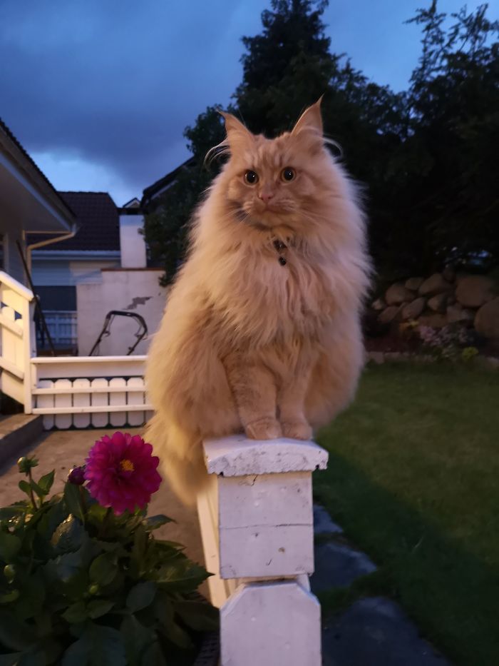 My Wonderful And Fluffy Mia. Love Her So Much❤️