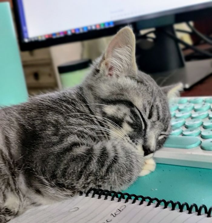My Little Working Buddy