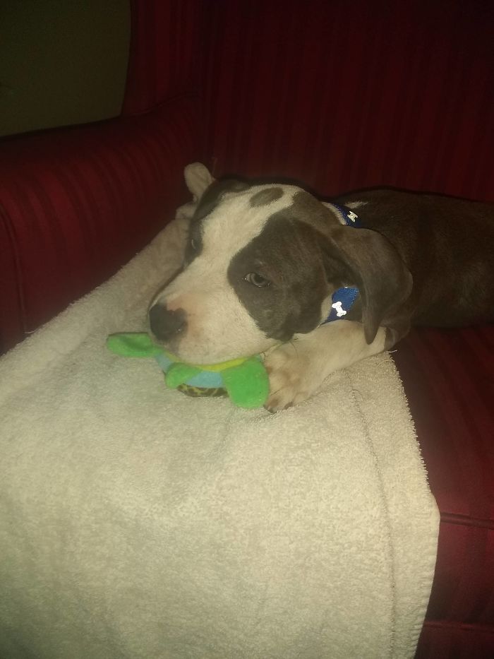 This Is My Puppy Arthas, We Just Adopted Him Saturday June 27th 2020. He Is Laying On The Turtle My 4 Year Old Decided She Wanted Him To Have