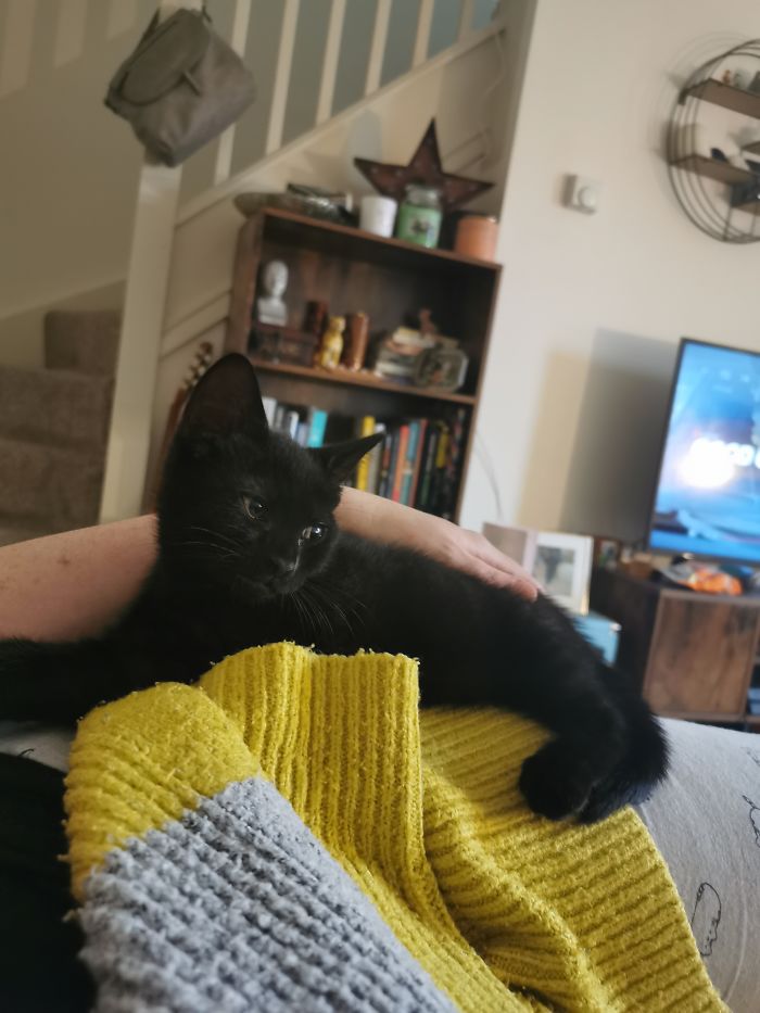 Miiko, A 9 Week Old Little Fur Ball! She's Friendly And Loving And Likes To Give Boops On Your Head (And Some Occasional Scratches!)