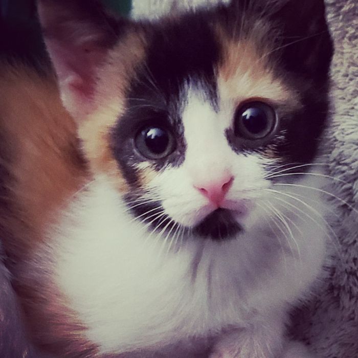 This Is My Little Bumblebee. She Is 8 Weeks Today