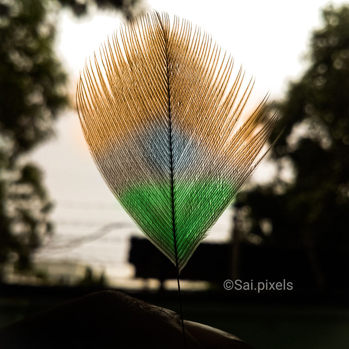 My Micro Photography Pictures Show This World In A Different Way (12 Pics)