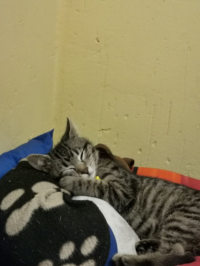 Magic And Her Dog, Or Ginger And Her Kitten