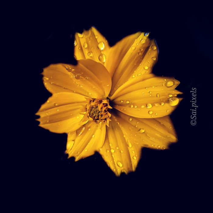 My Micro Photography Pictures Show This World In A Different Way (12 Pics)