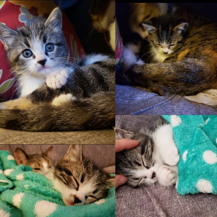 Baby Luna After Being Rescued Off The Streets