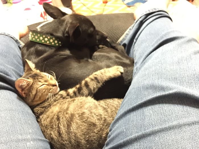 Comet And Oreo Huggin'.