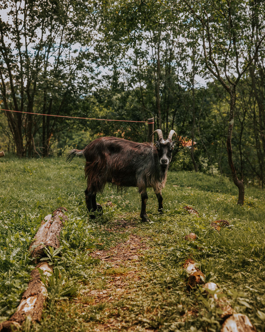 I Just Visited This Tree House Loft In Romania (27 Pics)
