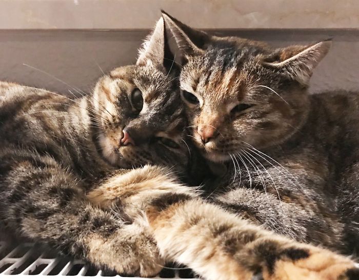 Roswitha ("Witha") Snuggles With Her Sister Wilhelmine ("Helma"). They Are Named After My Aunt And My Mother.