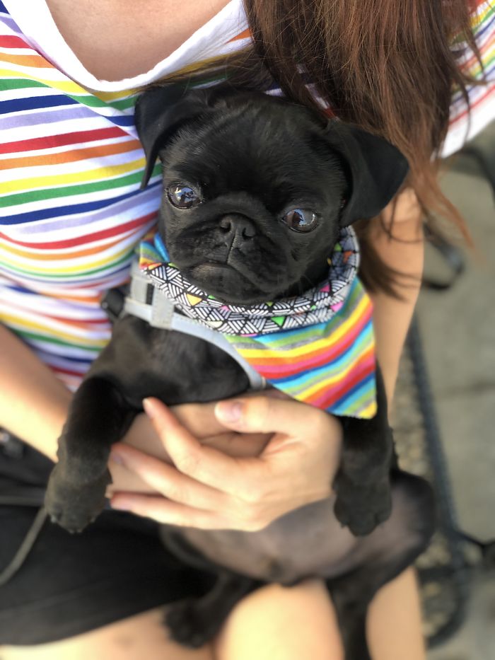 My Name Is Gimli (@pugboigimli) And I Will Stare Into Your Soul. Give Me Treats Now.