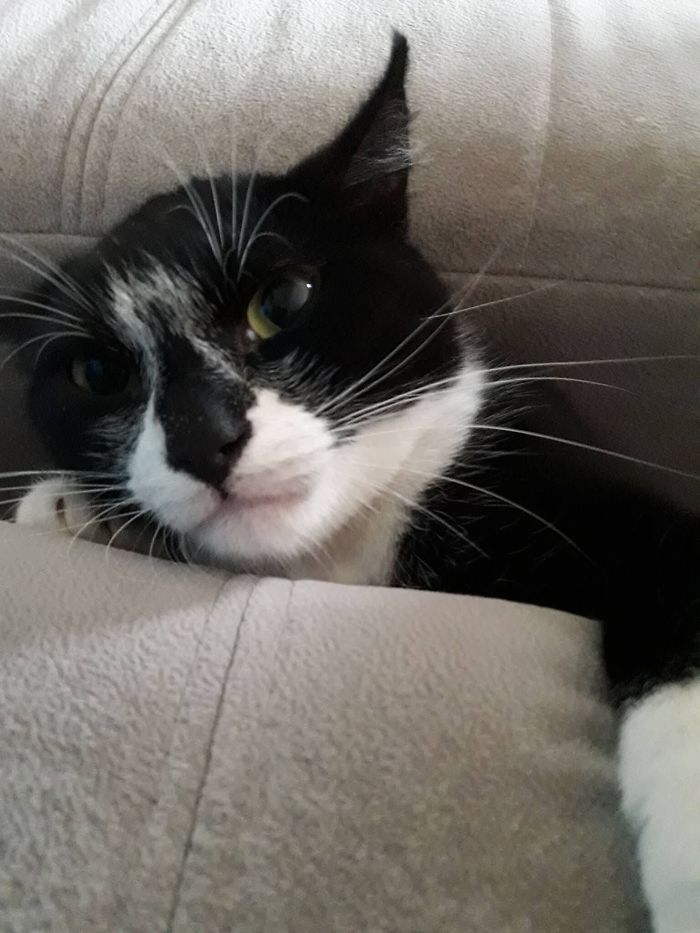 Somehow My Cat Got Stuck Between The Sofa, I Am Not Sure How She Got Here