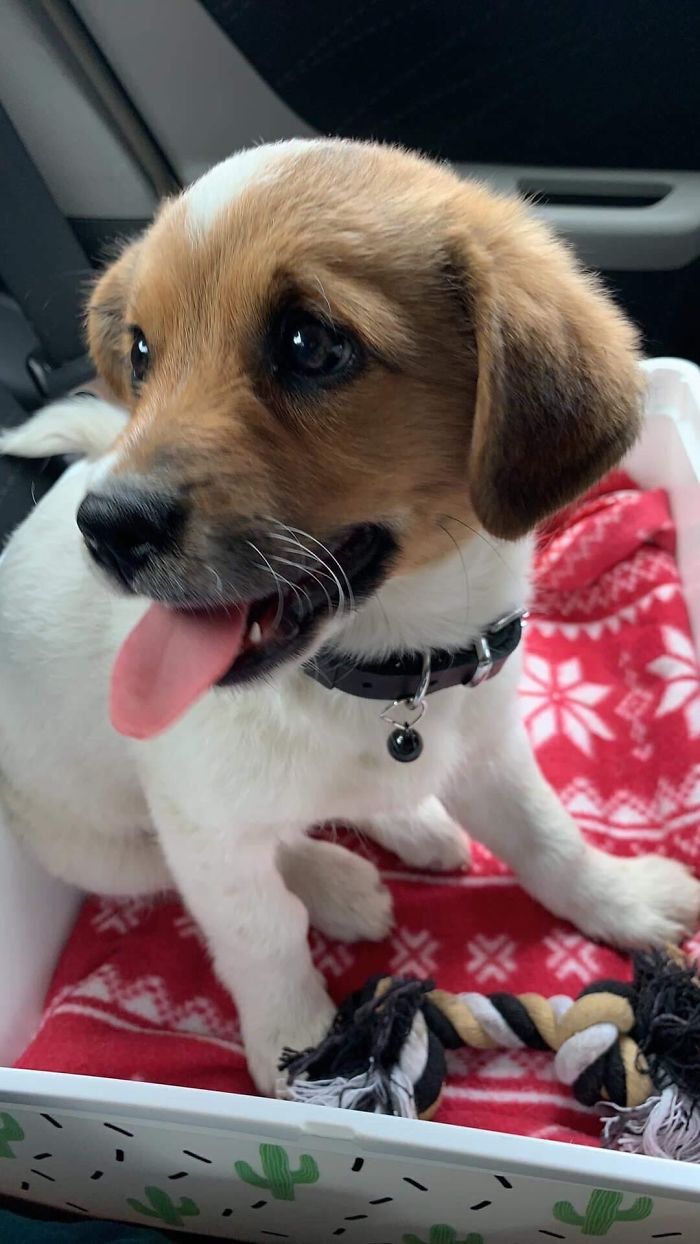 The Moment This Little Evil Became Our Family Member