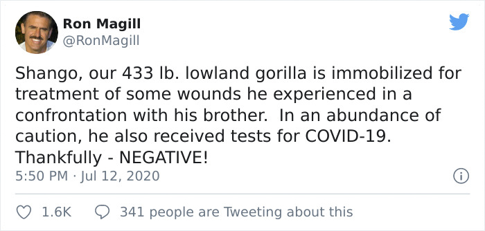 Images Of 433-Pound Gorilla Taking A COVID-19 Swab Test, Among Other Procedures, Got The Internet Buzzing (25 Pics)