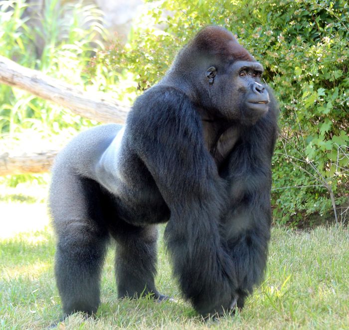 Images Of 433-Pound Gorilla Taking A COVID-19 Swab Test, Among Other Procedures, Got The Internet Buzzing (25 Pics)