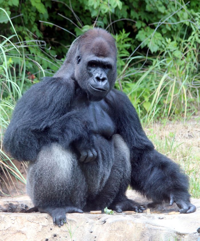 Images Of 433-Pound Gorilla Taking A COVID-19 Swab Test, Among Other Procedures, Got The Internet Buzzing (25 Pics) Images Of 433-Pound Gorilla Taking A COVID-19 Swab Test, Among Other Procedures, Got The Internet Buzzing (25 Pics)