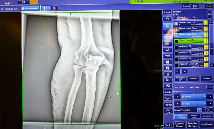 Images Of 433-Pound Gorilla Taking A COVID-19 Swab Test, Among Other Procedures, Got The Internet Buzzing (25 Pics)