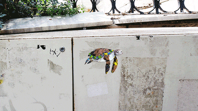 My Wildlife Collage Animation Project 'Kaybid' (24 Pics)