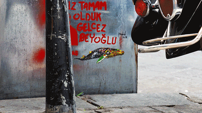 My Wildlife Collage Animation Project 'Kaybid' (24 Pics)