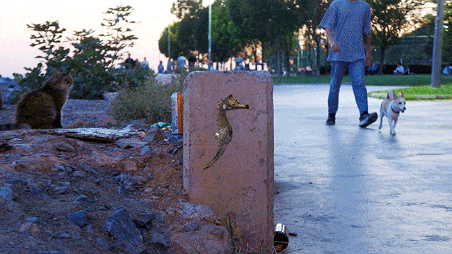 My Wildlife Collage Animation Project 'Kaybid' (24 Pics)