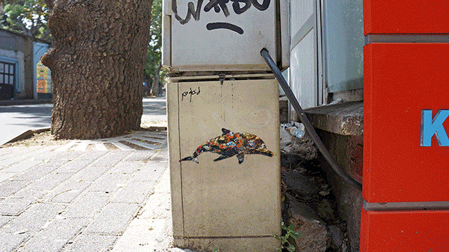 My Wildlife Collage Animation Project 'Kaybid' (24 Pics)