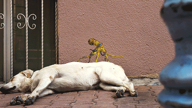 My Wildlife Collage Animation Project 'Kaybid' (24 Pics)