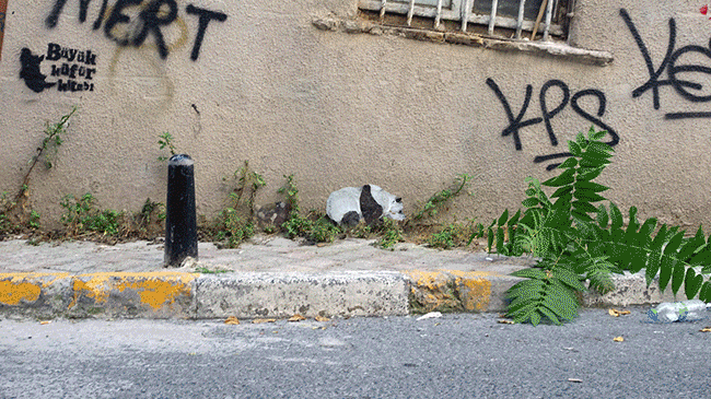 My Wildlife Collage Animation Project 'Kaybid' (24 Pics) My Wildlife Collage Animation Project 'Kaybid' (24 Pics)