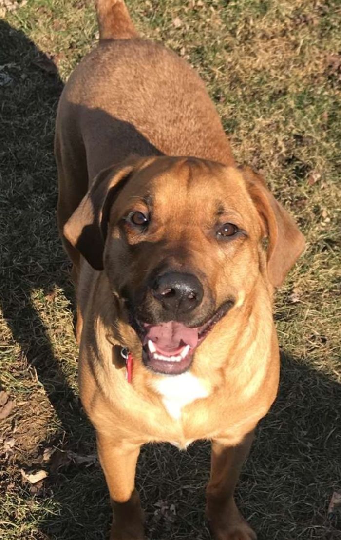 This Is King. He Was Returned To The Shelter Twice. When We Adopted Him We Told Him He Is Our Baby Forever! He Is The Sweetest Little Boy & Loves Cuddles & Yogurt.