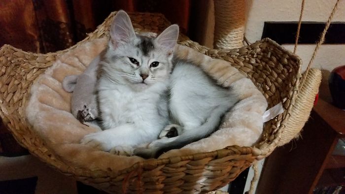 13 Weeks Old Silver Somali Kitten, Kuura, Shortly After Coming Home